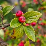 Cotoneaster integerrimus পাতা