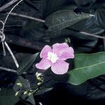 Bignonia aequinoctialis Flower