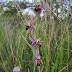 Ophrys scolopax Floare