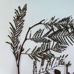 Vachellia macracantha Hoja