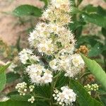 Spiraea albaফুল