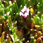 Werneria pygmaea Цвят