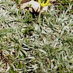 Scorzonera caespitosa Otro