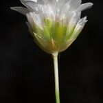 Armeria leucocephala Blomst