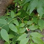 Fraxinus pennsylvanica 葉