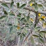 Cytisus lanigerus Lapas