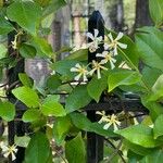 Trachelospermum asiaticum Flower