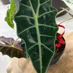 Alocasia sanderiana Liść