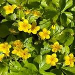 Waldsteinia ternata Çiçek