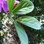 Bignonia magnifica Leaf