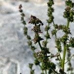 Atriplex littoralis Цвят