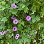 Ipomoea cordatotriloba Habitus