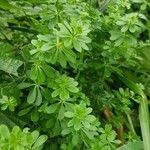 Galium mollugo 葉