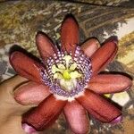Passiflora alata Blodyn