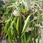 Hoya longifolia Hábito