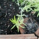 Sedum mexicanum Blad