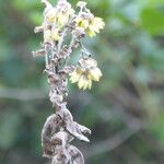 Helichrysum foetidum Blad
