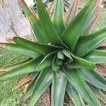 Gasteria excelsa Hostoa