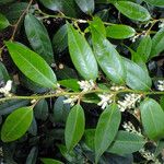 Leucothoe fontanesiana 叶