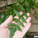 Pellaea viridis Leht