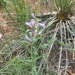 Penstemon gracilis 花