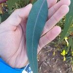 Eucalyptus camaldulensis 叶