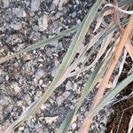 Helictochloa bromoides Likasa