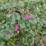 Symphoricarpos orbiculatus Frucht