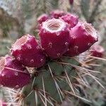 Opuntia phaeacanthaPlod