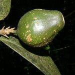 Posoqueria robusta Frukto