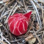 Sarcodes sanguinea Flower