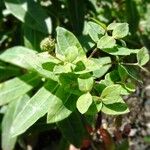 Euphorbia hyberna পাতা