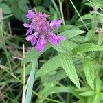 Stachys palustris Hoja