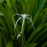 Hymenocallis littoralis Floare