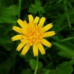 Scorzoneroides autumnalis Flower