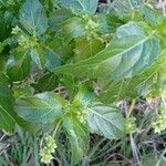 Mercurialis annua Leht