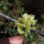 Aconitum anthora Blomst