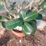 Adenium multiflorum Leaf