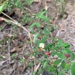 Crotalaria pumila Blomma