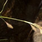 Carex frigida ফুল