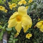 Allamanda catharticaപുഷ്പം