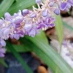 Liriope muscariFleur