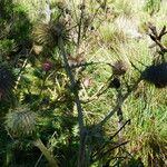 Cirsium jorullense Hàbitat