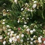 Bejaria racemosa Blomst