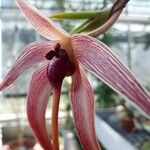 Bulbophyllum echinolabium Blüte