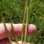 Dichanthium aristatum Flors