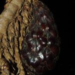 Raphia regalis Fruit