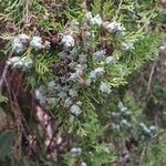 Platycladus orientalis Other