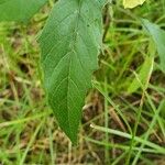 Physalis longifolia Leaf