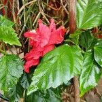 Hibiscus fragilis 葉